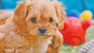 Cavachon Puppies [upl. by Eire408]