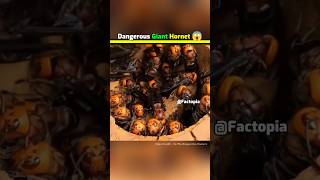 This Is Asian Giant Hornet 😱 shorts facts hornet amazingfacts [upl. by Gerri763]