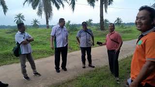 Perbandingan Varietas Benih Kelapa Sawit SP 540 718 dan Avros Pusat Penelitian Kelapa Sawit Sumut [upl. by Eniad]