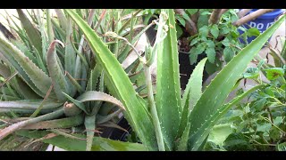 Propagate Aloe Vera From The Flowering Stem  It Works [upl. by Earal593]