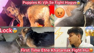 Puppies Ki Vjah Se Roxcy Or Coco Ki Etne Khatarnak Ladai Hogye😰Bhot Mushkil Se Hataye Dono😨 [upl. by Heman849]