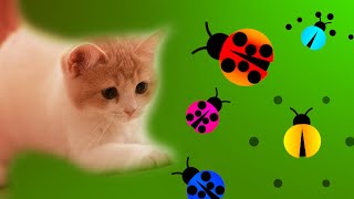 JUEGOS PARA GATOS  Ver y atrapar bichos insectos en pantalla VIDEO DE GATO TV MIRAR CAPTURAR JUGAR [upl. by Ennazzus]