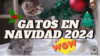 Gatos en Navidad 2024 [upl. by Ellertal]