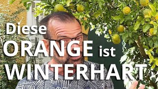 Diese ORANGE ist WINTERHART [upl. by Ihcehcu]