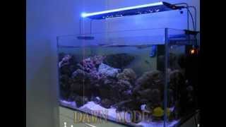 ZETLIGHT AQUARIUM LED LIGHTQMAVENZT6100avi [upl. by Mccoy537]