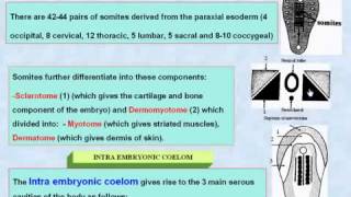 23 General Embryology Mesodemal somites amp Intra Emberyonic Coelom [upl. by Esialb]