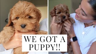 PICKING UP OUR NEW CAVAPOO PUPPY  Dionne Crowe [upl. by Gabbert]