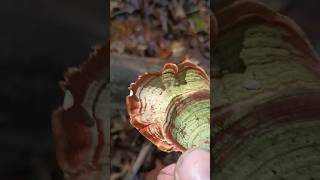 FALSE TURKEY TAIL mushroom nature outdoors inthewoods foraging fungi misterjeff wow [upl. by Sauveur212]