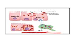 Salmonellosis Video No 347 [upl. by Yeroc]