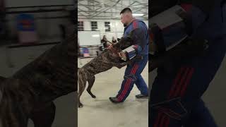 Young Presa Canario Argus PSA Training with National Select Decoy Jeff Riccio K9 PSA riptidek9 [upl. by Willie]