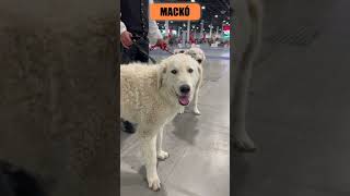 🐾 KUVASZ  ❤️előnyök és ⚡️kihívások [upl. by Sidwel179]