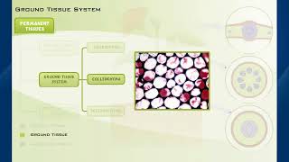 Plant Tissues  Location and Function  Biology Class 9 [upl. by Maze]