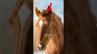 Cavalos Também Precisam Cortar o Cabelo 🐴✂️ [upl. by Adur65]