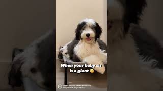 Huge Sheepadoodle Tiny Bernedoodle [upl. by Becket]