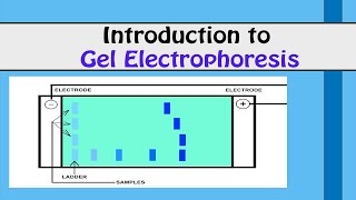 INTRODUCTION TO GEL ELECTROPHORESIS I Biotechnology [upl. by Eul]