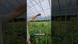 How to trellis tomatoes [upl. by Akemeuwkuhc]