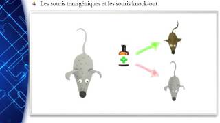 Les souris transgéniques et les souris knock out [upl. by Reece]