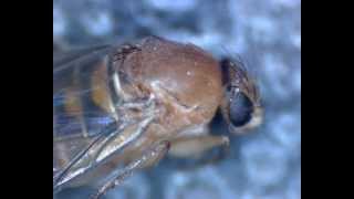 Buckelfliege Humpbacked Fly  Probably Megaselia scalaris aka coffin fly [upl. by Sidwell]