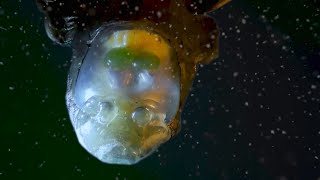 Barreleye Fish with seethrough skull [upl. by Henry]