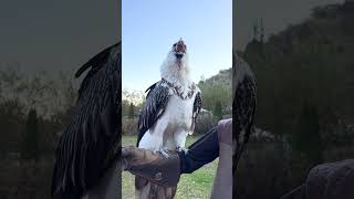 Vulture swallows big bone whole 😳🤯  🎥 Viralhog [upl. by Garlaand]