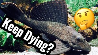 My Pleco Catfish Died Why they Dying [upl. by Marozas]