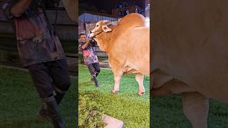 1200 kg bull with extraordinary muscular roundness and unmatched depth of body [upl. by Anoli]