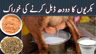 How To Increase Milk of Goats Double  Bakri ka Doodh badhane ki Khurak  Goat Milk [upl. by Nnaillij]