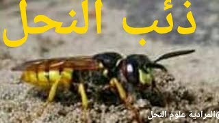 ذئب النحل وافضل طرق مقاومته wolf of the bees [upl. by Eniagrom]