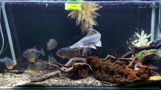 Piranhas vs Freshwater Ir Shark LIVE Feeding Frenzy [upl. by Camile]