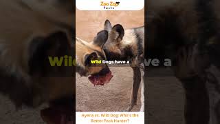 Hyena vs Wild Dog Who’s the Better Pack Hunter hyena dog wilddog viralshorts animals wildlife [upl. by Emanuele497]