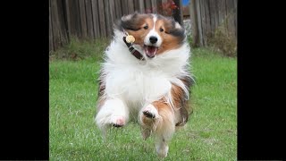 BEST Shetland Sheepdog 🤣 Funny Videos Of All Time [upl. by Lilahk]