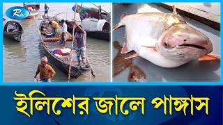 পদ্মা নদীতে জেলেদের জালে ধরা পড়ছে লাখ লাখ টাকার পাঙ্গাস  Pangas Padma river  RtvNews [upl. by Honorine]