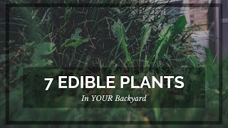 7 Edible Plants in your BACKYARD [upl. by Taro63]