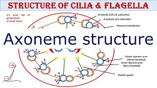 Structure of cilia and flagella  Axoneme structure  UPSC  UG  PG [upl. by Rastus518]