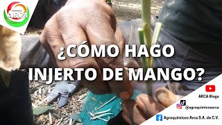 APRENDE COMO SE HACE INJERTO EN EL CULTIVO MANGO [upl. by Marala]