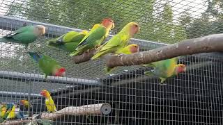 Outdoor Breeding Room Opaline Green🐦🐦🐦🐦Lovebirds Criadero de Agapornis [upl. by Olympias476]