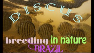 wild Discus breeding in nature  Symphysodon aequifasciata fry  Amazon diving rainy season [upl. by Hnim]