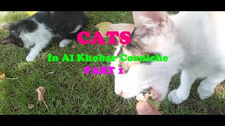 Cats In Al Khobar Corniche Part 1  cats kittens animals pets saudiarabia alkhobar corniche [upl. by Charley]