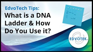 EdvoTech Tips What is a DNA Ladder and how do you use it [upl. by Lau760]