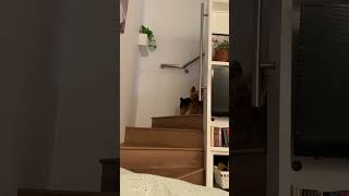 Yorkshire Terrier Wants Bedtime Cuddles  Cute Yorkie Looks Up Stairs to Bedroom [upl. by Cedell]