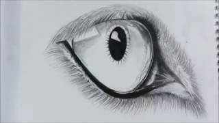 How to Draw a Wolf Eye  Realistic [upl. by Ahsemat228]