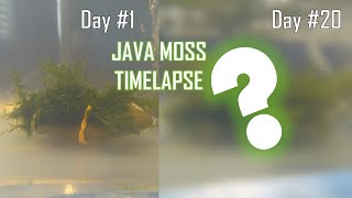 HOW FAST DOES JAVA MOSS GROW time lapsecare guide [upl. by Hussein]