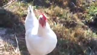 Poule qui chante [upl. by Baker]