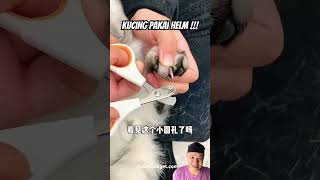 Kucing pakai helm cat apliances pets utensilssmarthome cute funny cutecat [upl. by Corabella]