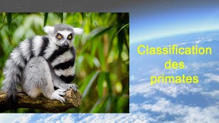 Classification des primates [upl. by Basso]