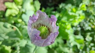 Papaver Somniferum Blooming [upl. by Ocinemod]