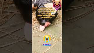 স্বপ্ন আর নেই abnormal birth calf cow nature animals delivery dairy farm reels shorts [upl. by Miun686]