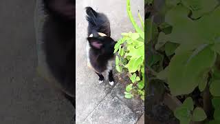 So cute 🥰 my guguse my pet dog short video 🎶🎵 [upl. by Ojibbob]