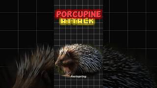 how a porcupine attacked on human🤯 shorts [upl. by Harlen]