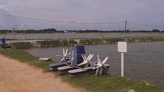 CRIAÇÃO DE CAMARÃO ICAPUÍ CEARÁ [upl. by Nelhsa]